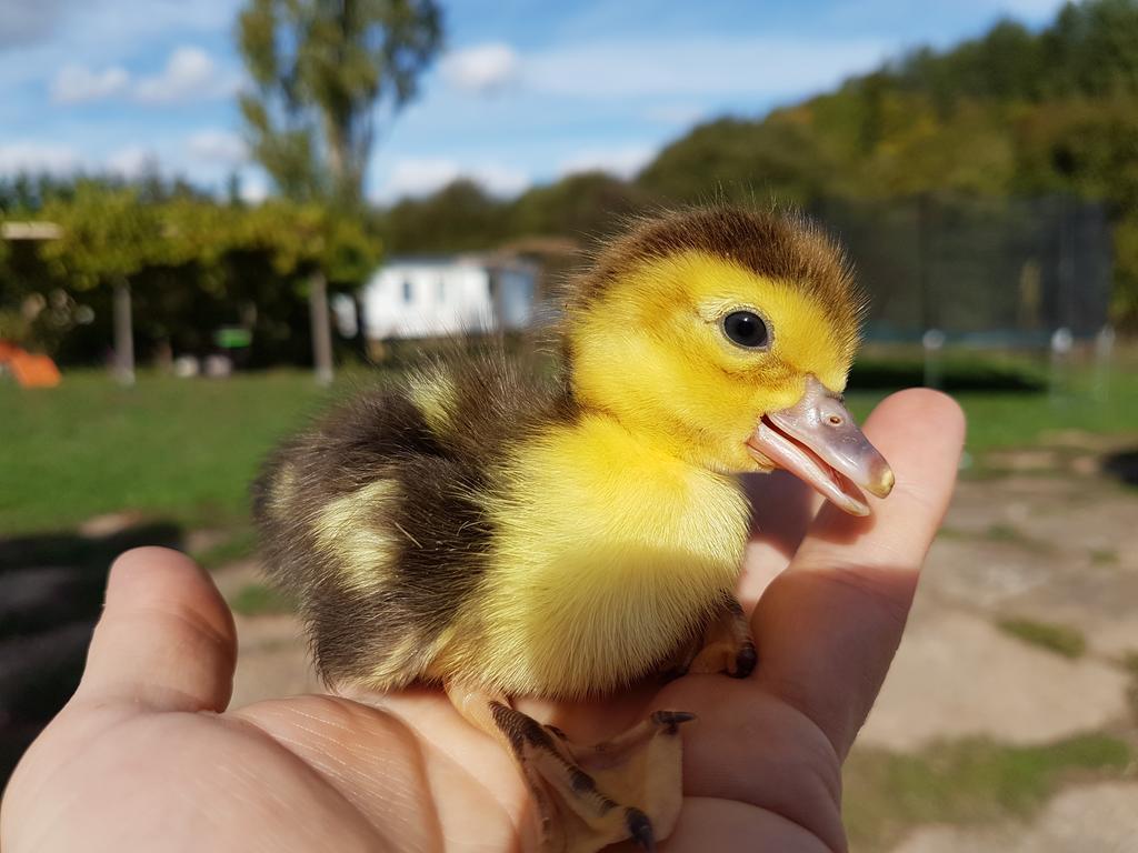 La Maison Du Bonheur Anlhiac Zewnętrze zdjęcie